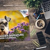 Vista 941 de Razas de Perros 2017