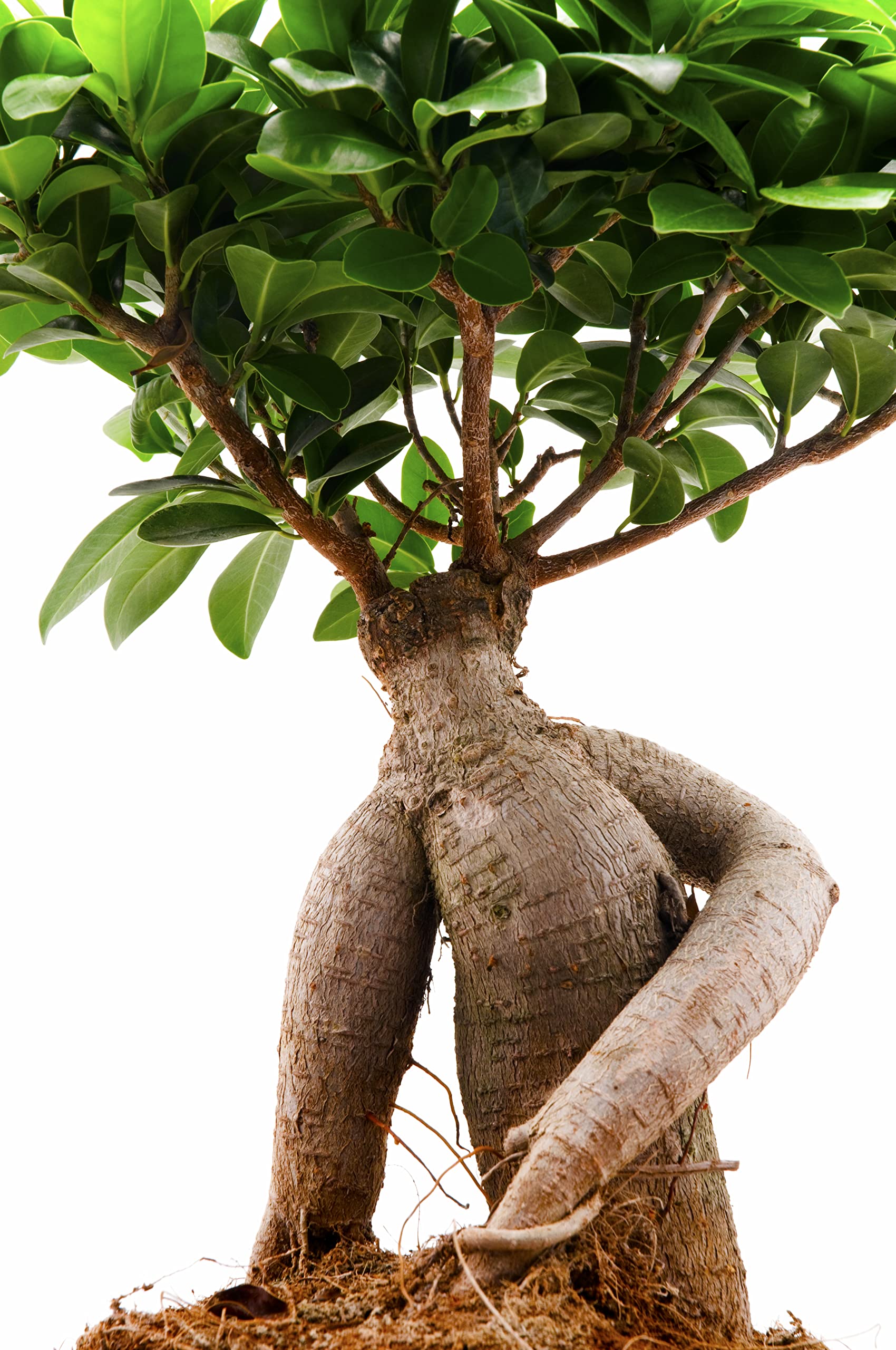 Verdecora Bonsai Ficus Microcarpa Ginseng | Árbol Laurel de indias | Planta natural de interior en maceta de Ø13cm | Perfecto para regalo