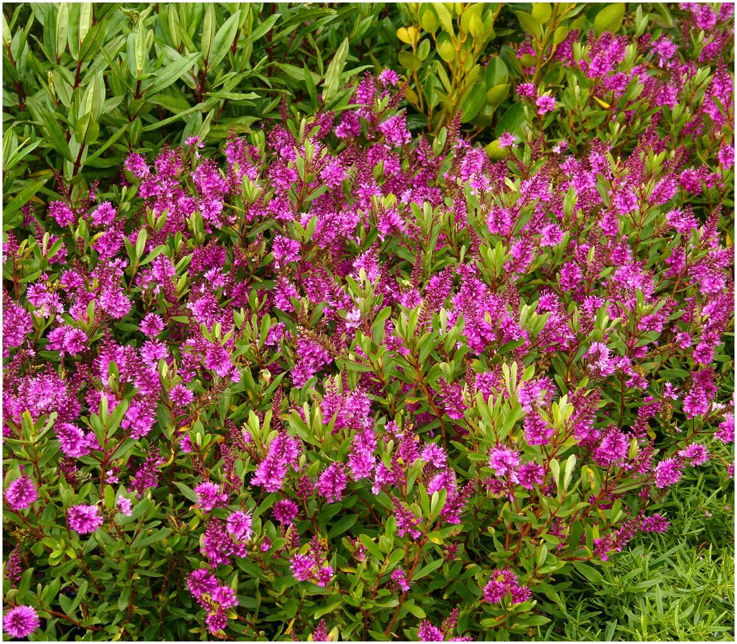 GrowOn Shrubs Hebe 'Wiri Charm' | Evergreen Shrub | Outdoor Garden Ready Plant | Summer Flowering | Lilac Pink Flowers