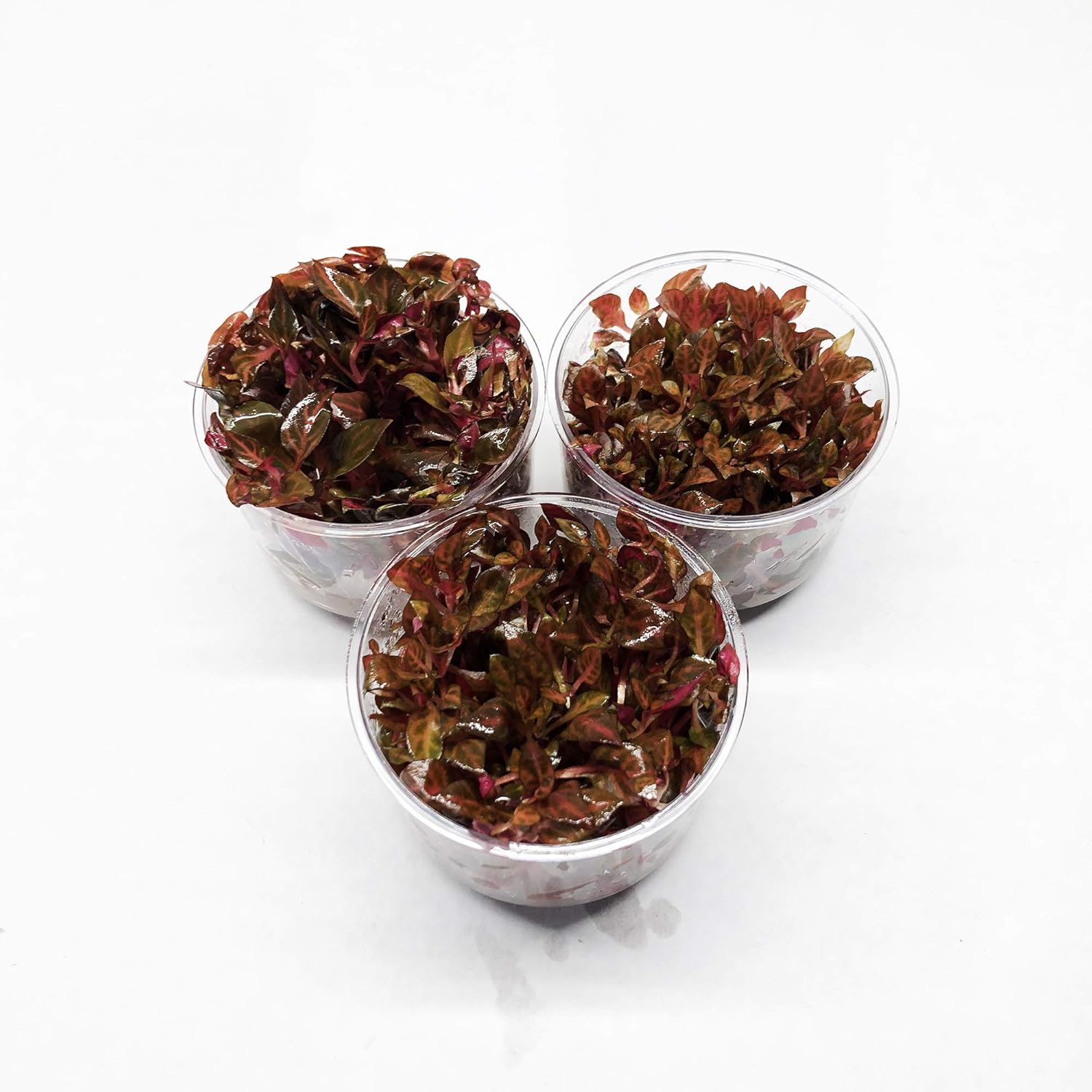 (3 Cup) Mainam Alternanthera Reineckii Mini Red 2" Tissue Culture Freshwater Red Stem Live Aquarium Plant