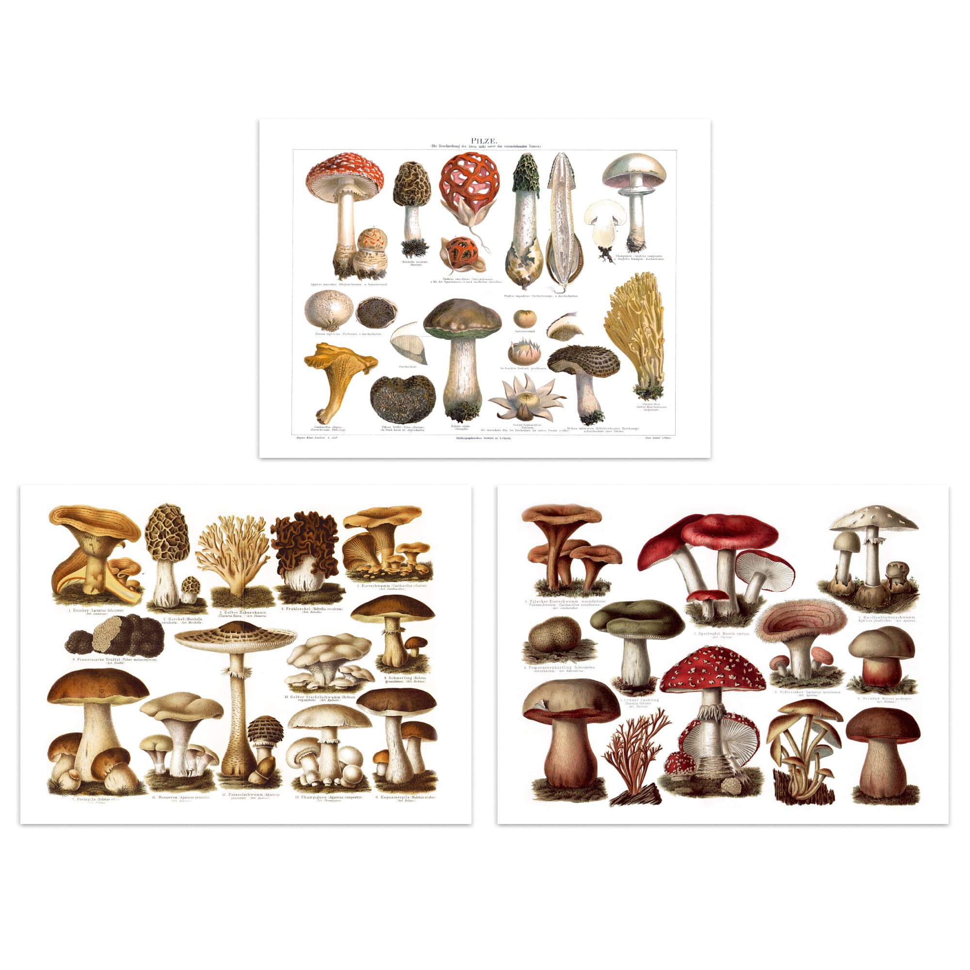 Artery8 Vintage Poisonous And Edible Mushrooms Illustrations Set Of 3 Unframed Wall Art Prints Study Office Aesthetic Meyers Lexikon A4