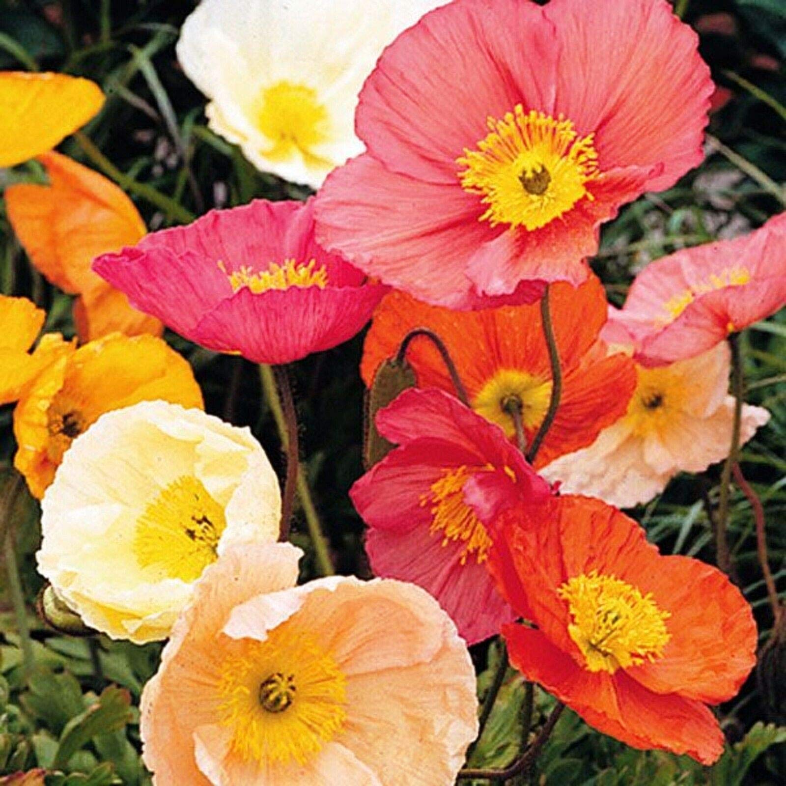 Amazon.com : Seeds4planting - 1000 Seeds Oriental Poppy Papaver