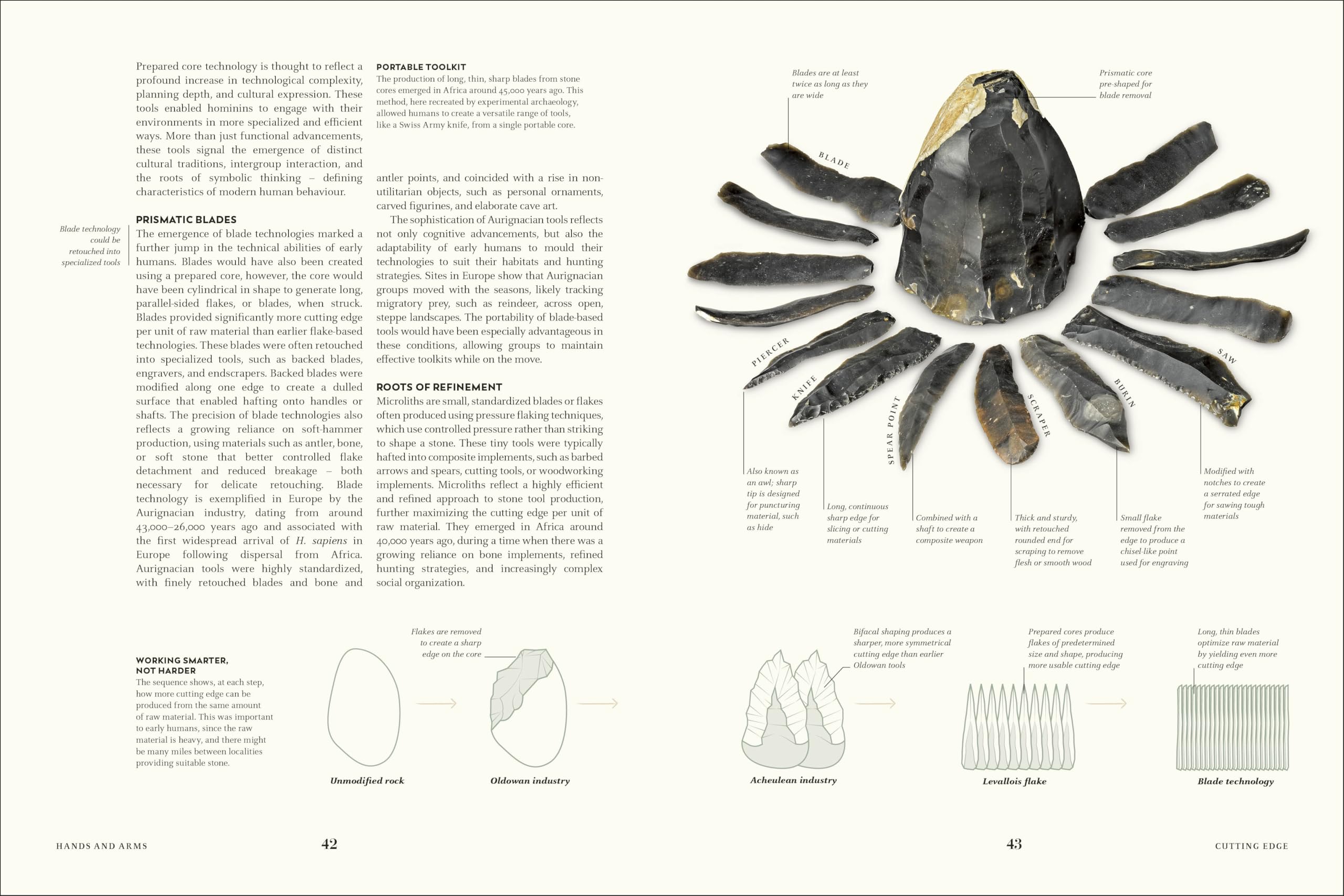 Humans: The Evolution of a Species