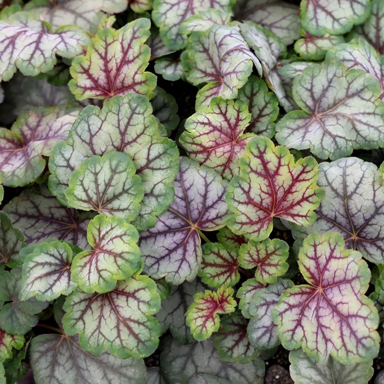 Carbeth Plants Heuchera Plant in 3L Pot - Hardy Evergreen Perennial with Colourful Foliage - Low Maintenance - Ideal for Borders, Containers & Shade Gardens (Green Spice)