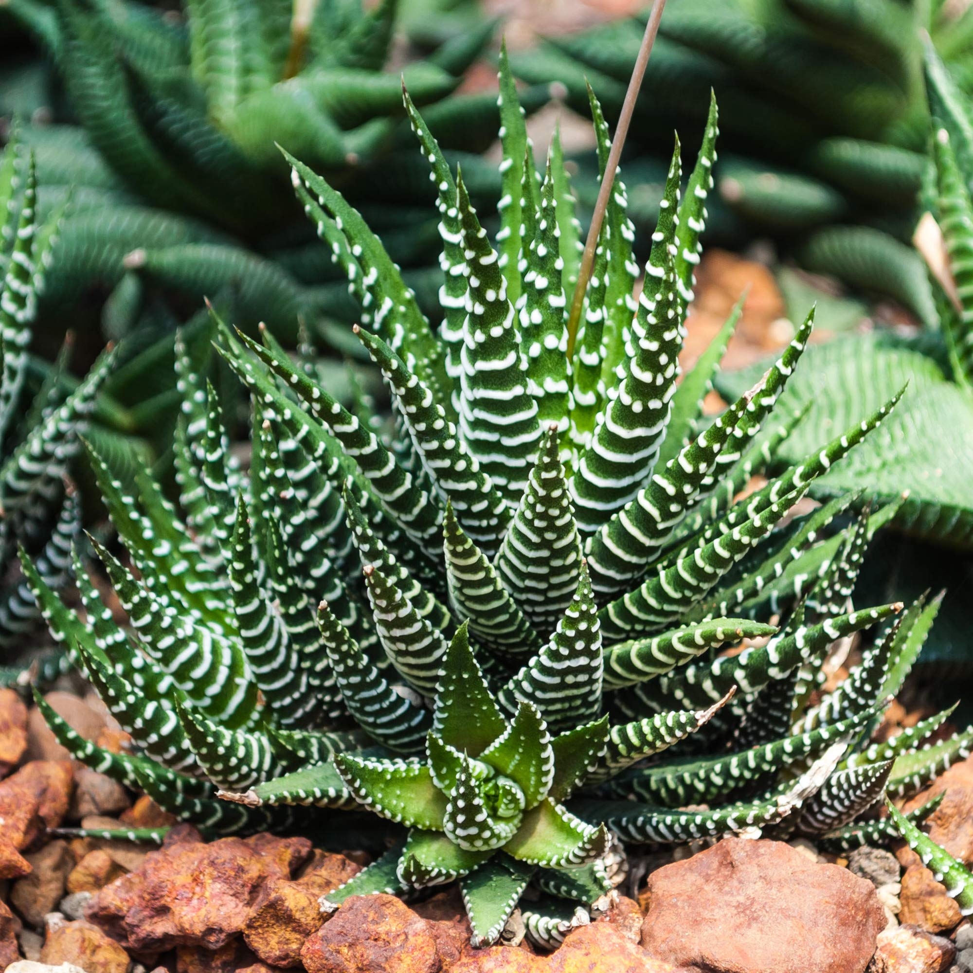 Mix Gasteria/Haworthia in vaso cemento 5 piante - My Green Help