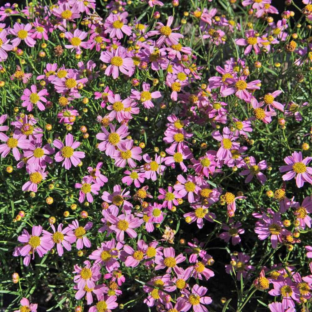 Coreopsis rosea American Dream, Pink Tickseed, herbaceous Perennial, Candy-Pink Flowers, deciduous Shrub, Ideal for pots and Borders, attracts Wildlife, 9cm Pot x 1, by Thompson and Morgan