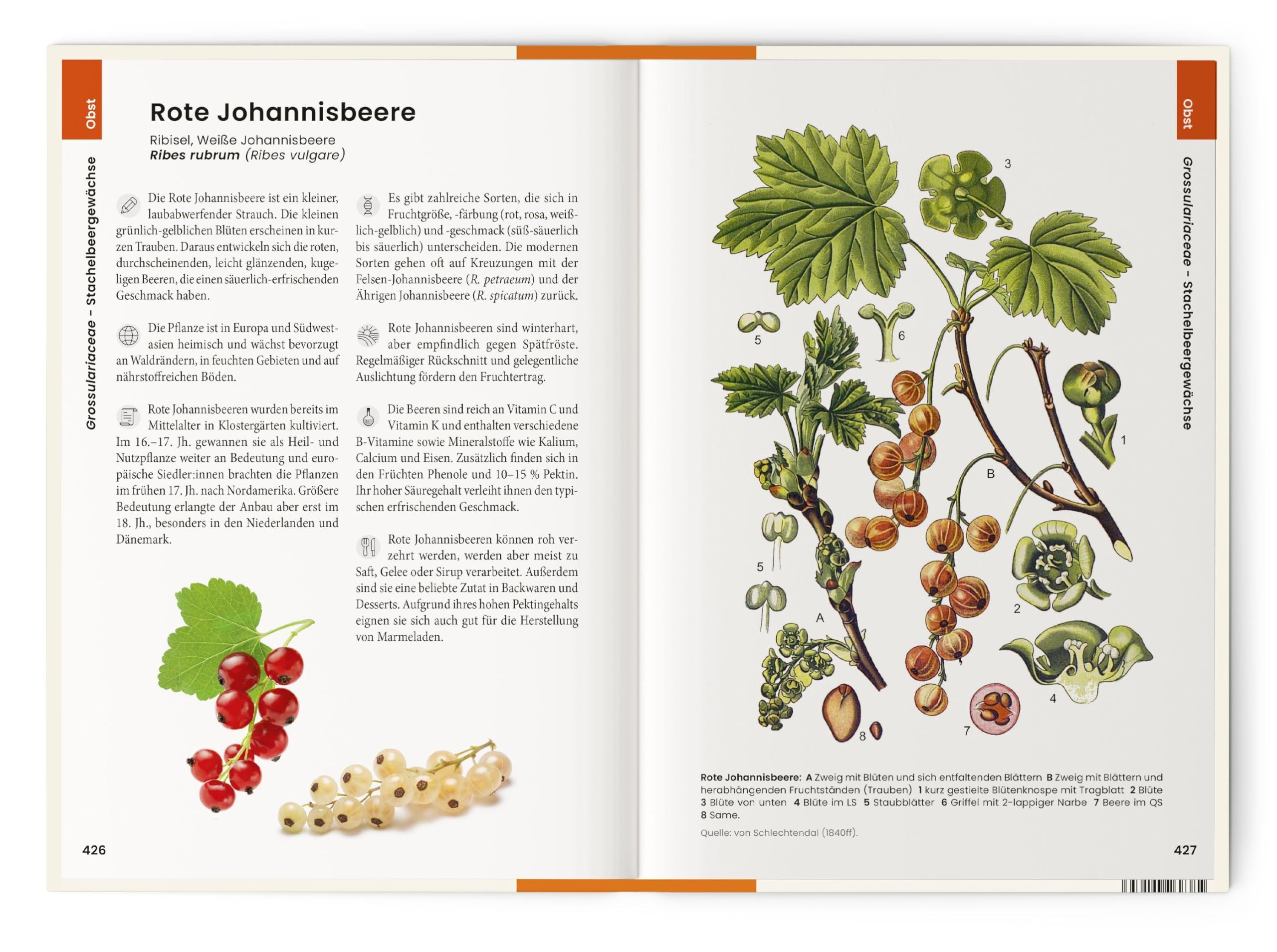 Vorzugsausgabe Was wir essen: Obst, Gemüse, Gewürze, Kräuter und Grundnahrungsmittel. Essbare Pflanzen aus aller Welt