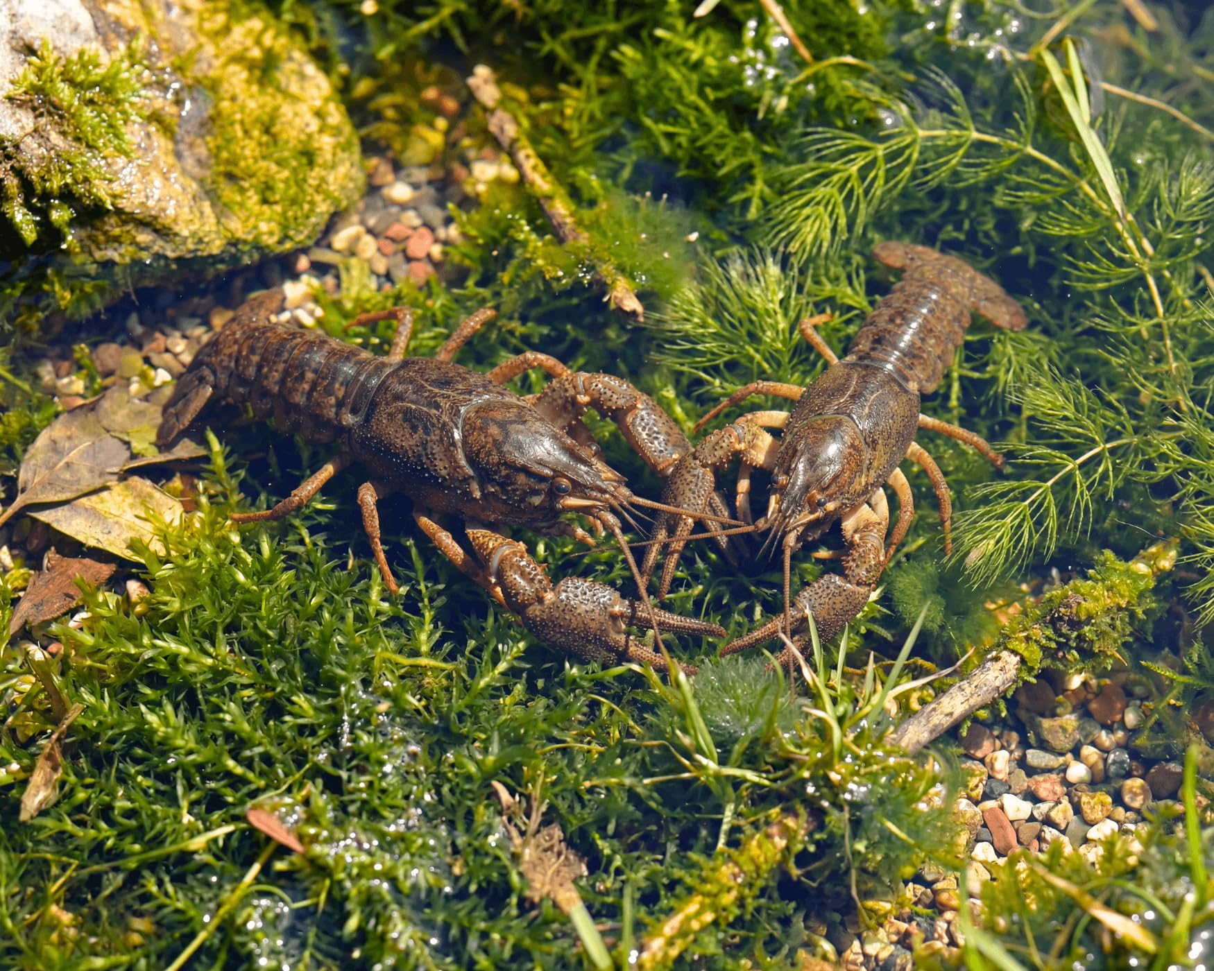 Teich Edelkrebs - Astacus Astacus I Die Gesundheitspolizei im Gartenteich I frisst abgestorbene Pflanzen und Tote Tiere I 1 Pärchen