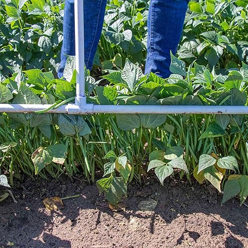 Miniatura 6 de Eden Brothers Semillas de frijol (arbusto) - Semillas Landreth sin hilos sin OMG para plantar, 1 onza  Semillas vegetales de alto rendimiento y bajo