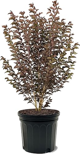 Vista 24 de American Plant Exchange Black Diamond Shell Pink Crape Myrtle Tree Live, maceta de 1 galón, 1-1.5 pies de alto, flores rosas vibrantes, tolerantes a
