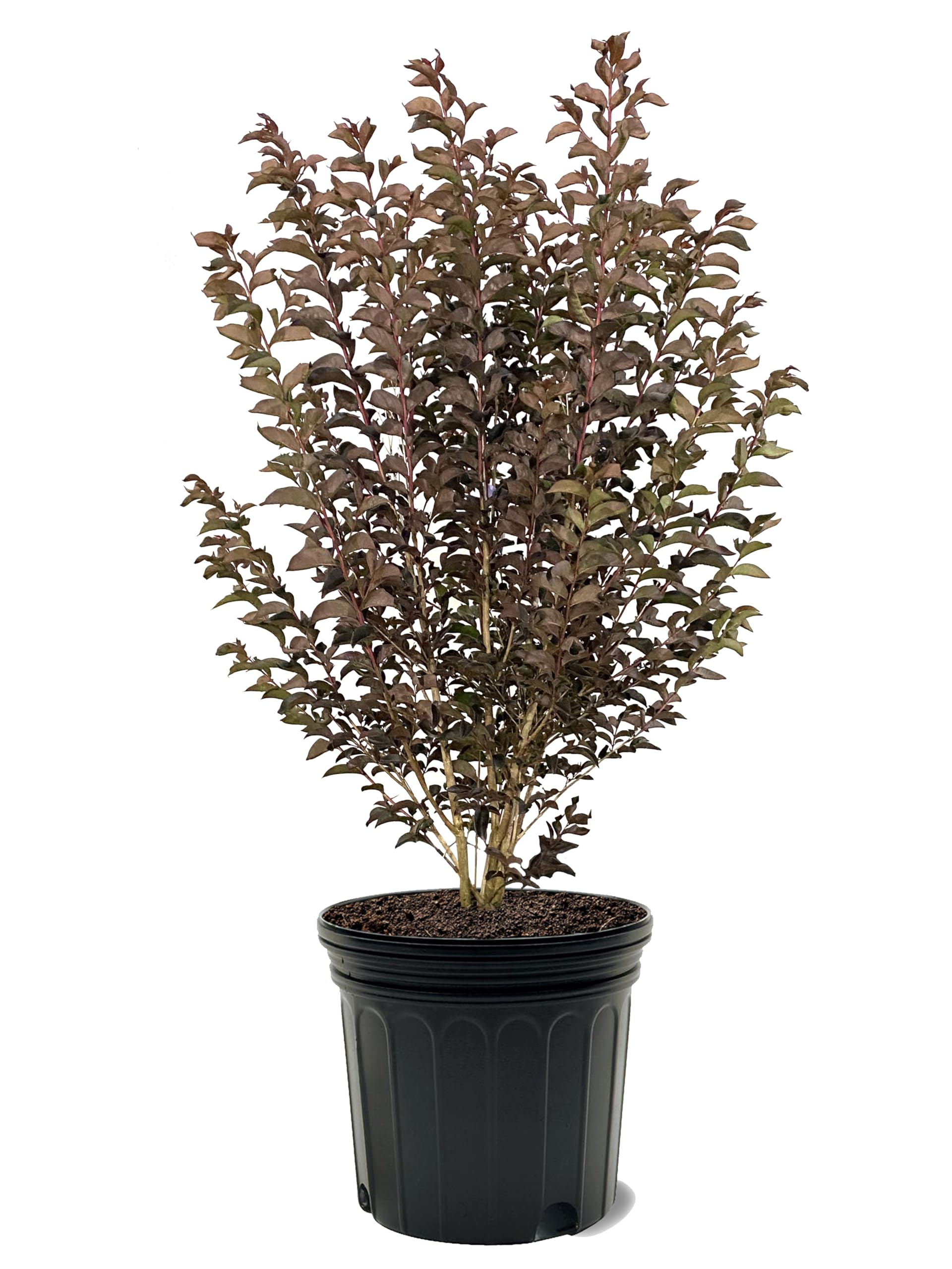 American Plant Exchange Black Diamond Lavender Lace Crape Myrtle 7-Gallon