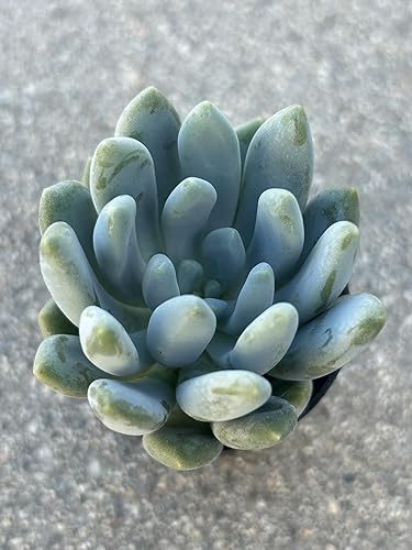 Miniatura 5 de Pachyveria Clavifolia Live Succulent Plant, Fully Rooted in 2 Inch Pot with Soil, Home and Office Decorative or Gift