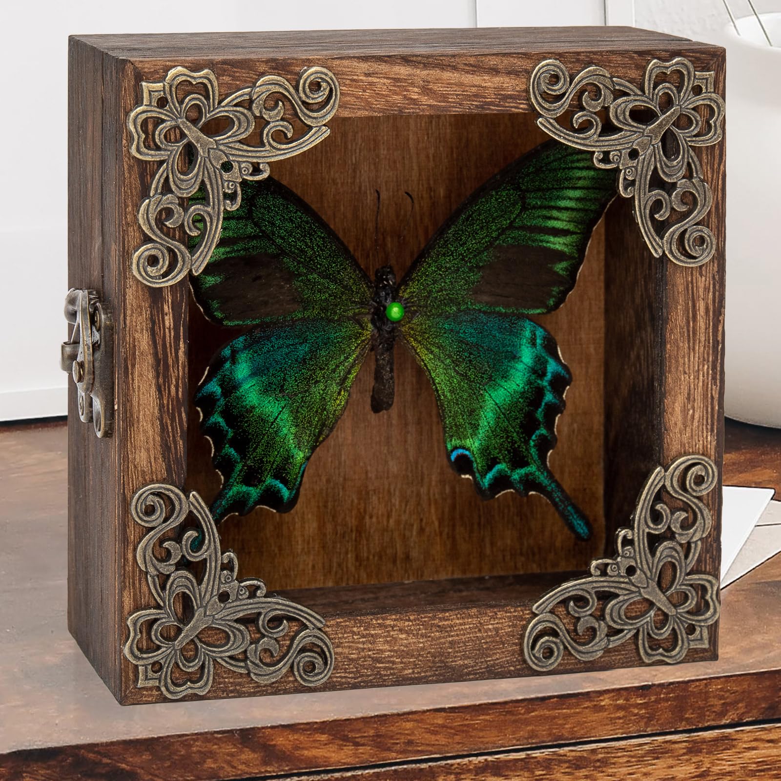 Taxidermy Butterfly Shadow Box Picture Frame - Real Butterfly Framed Meticulously Handcrafted, Framed Butterfly Taxidermy Gothic Room Decor (Green-Banded Queen Butterfly (Family Papilionidae))