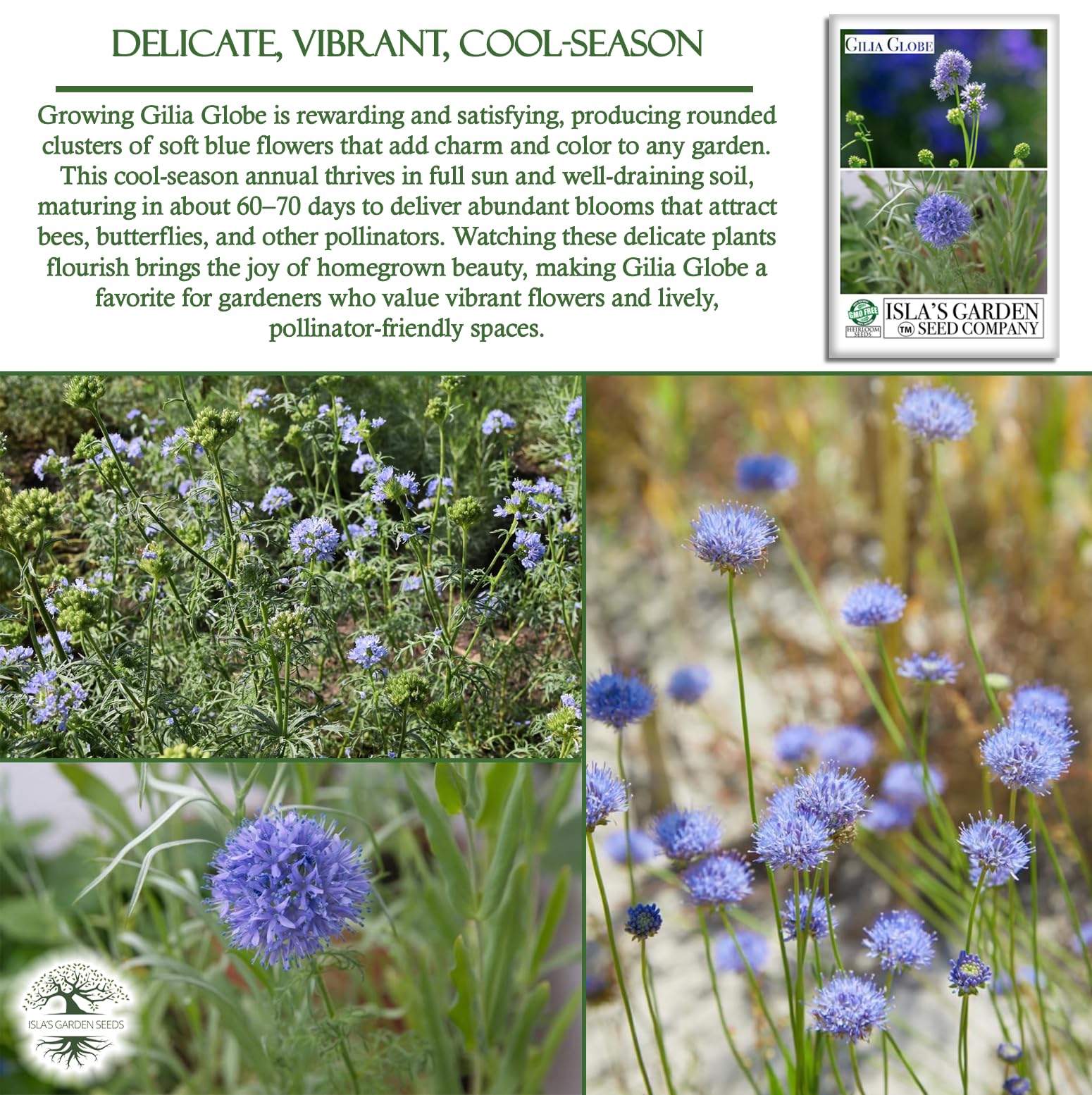 Amazon.com : Globe Gilia Flower Seeds for Planting, 1000+ Seeds