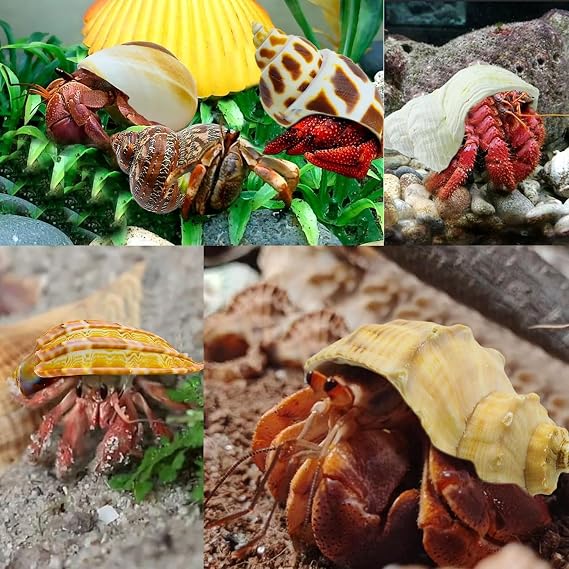 SEAJIAYI Hermit Crab Shells Turbo Shells 12+pcs Assorted Turbo Shells Handpicked Hermit Crab House..., Medium Large, JXX03