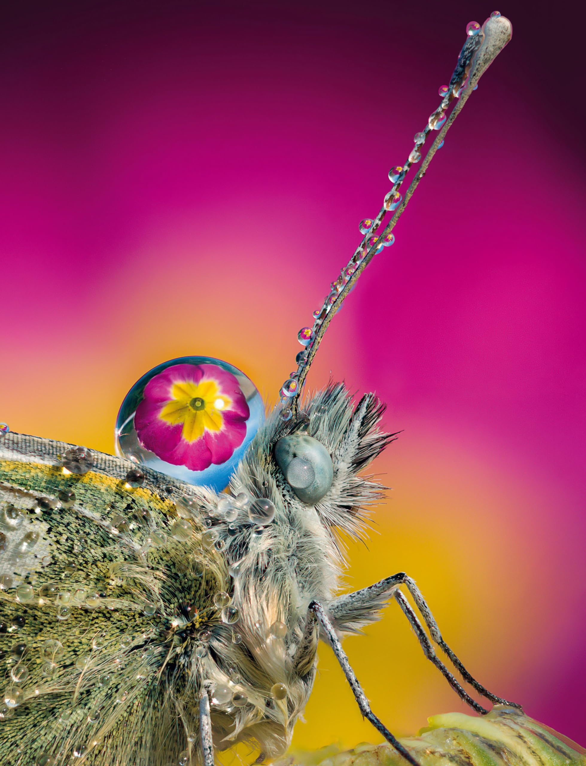 Macrofotografia. Strumenti e tecniche per catturare i dettagli del mondo