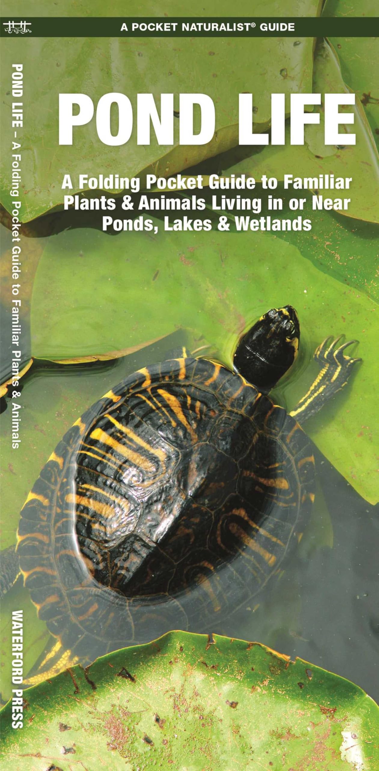 Pond Life, 2nd Ed (Nature Observation North America)