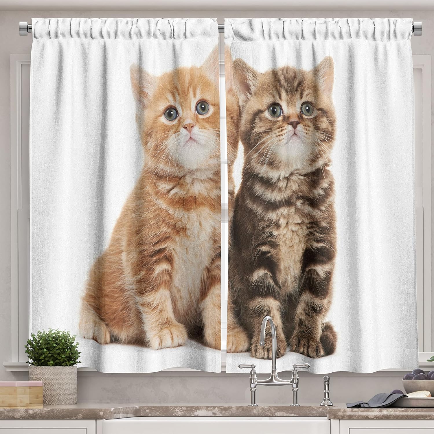 Lunarable Cute Kitchen Curtains, Two British Shorthair Kitten Cat Furry Feline Animals Adorable Domestic Pets, Window Drapes 2 Panel Set for Kitchen