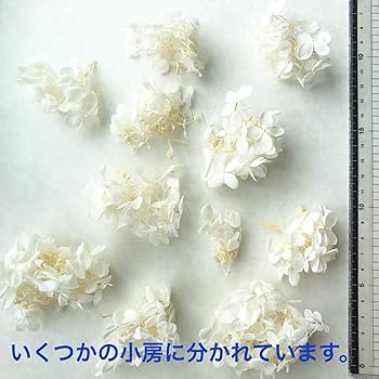 プリザーブドフラワー アジサイ グリーン Amazon.co.jp: プリザーブドフラワー ピラミッドアジサイ