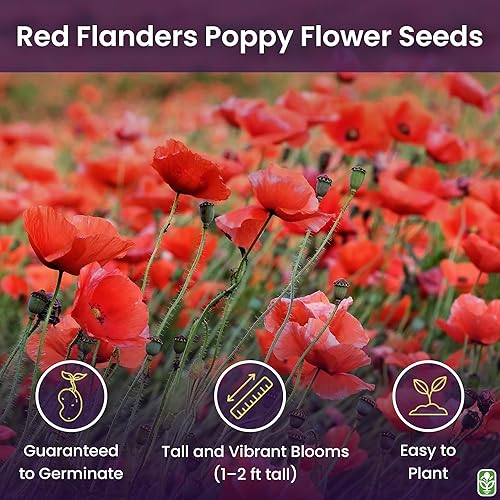 Miniatura 2 de Red Flanders Poppy Seeds for Planting - 50,000+ Fresh Flower Seeds - Grown in The USA - Spring Blooming Wildflower