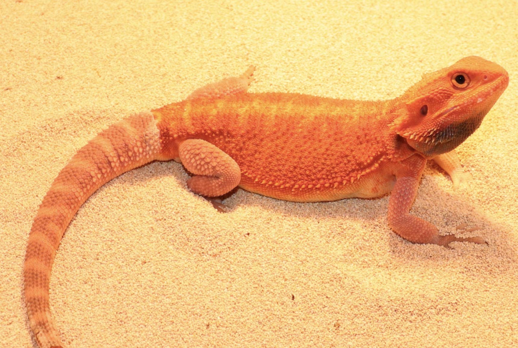 フトアゴ様。確認用 Amazon | フトアゴサンド 2L 床材 乾燥系 爬虫類 無着色 天然