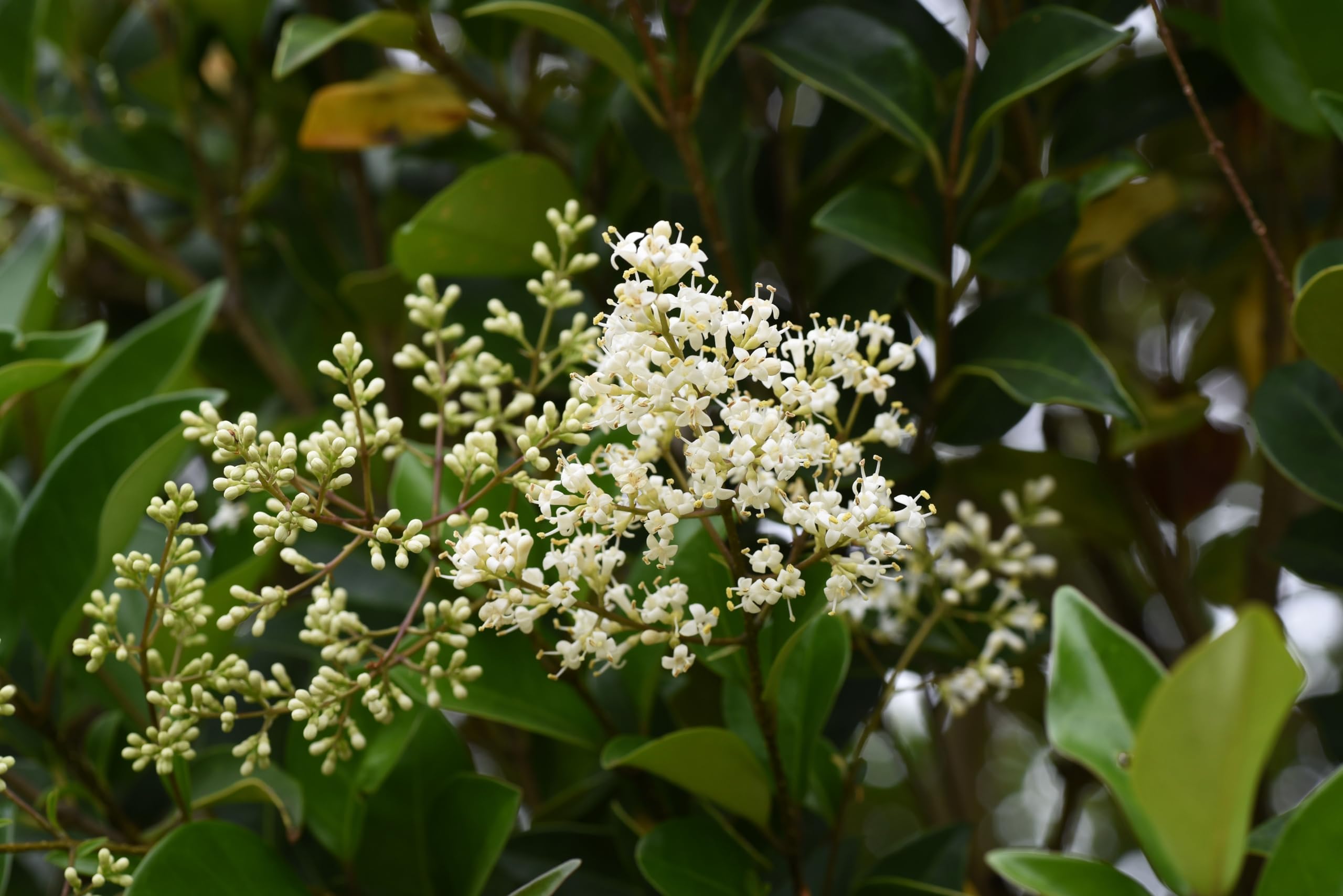 Stauden Gnge 10 x Ligustrum lucidum  (Gehlz/Heckenpflanze/Winterhart/Mehrjhrig/Immergrn) Glnzender Liguster  - Immergrn und majesttisch in jeder Jahreszeit - toller Duft : Amazon.de:  Garten