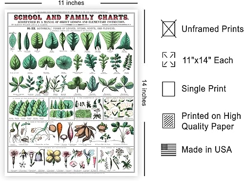 Miniatura 583 de Poster Master Póster vintage de orquídea, estampado de flores retro, arte de pared de plantas exóticas, arte botánico, regalo para hombres y