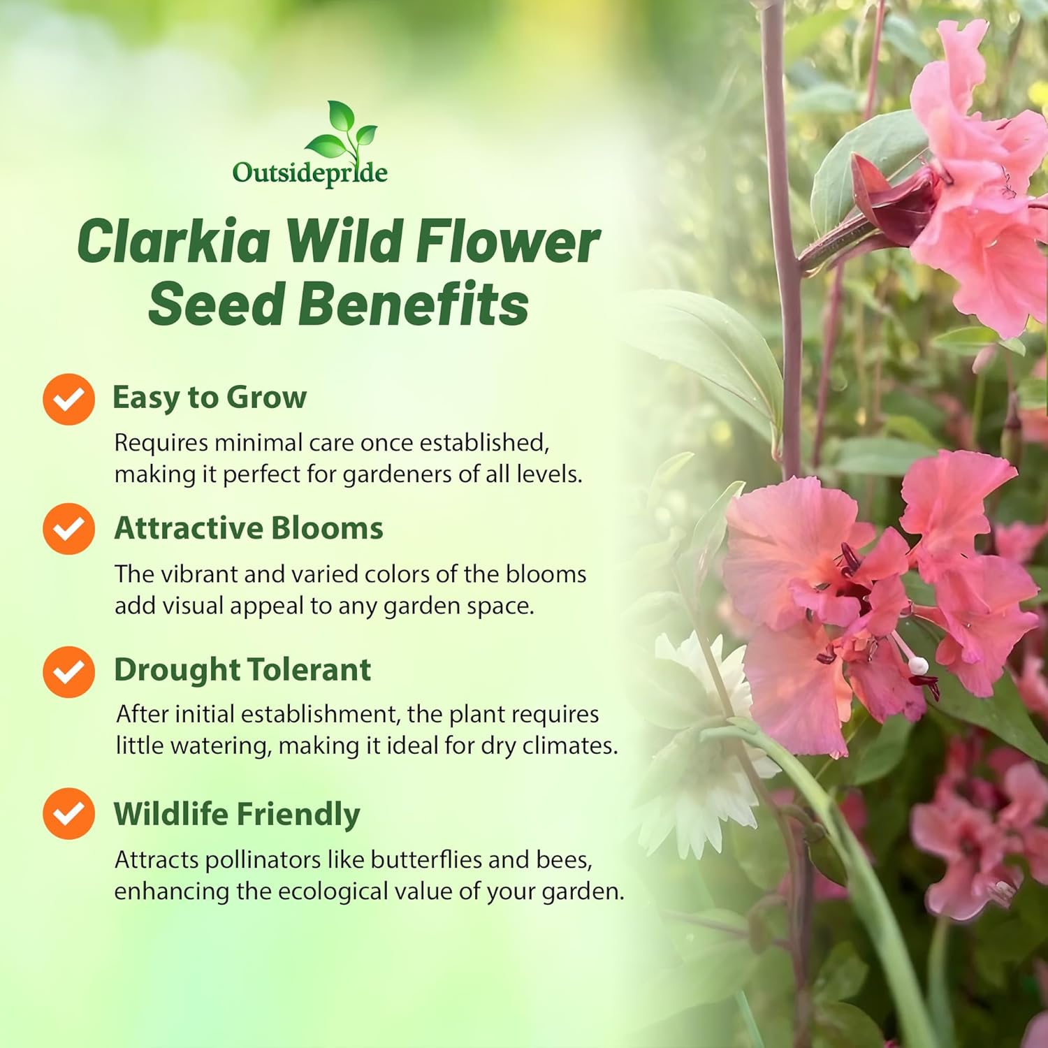 Outsidepride Clarkia Wildflower Seeds - 1 Lb. Colorful, Easy to Grow, Self-Seeding & Drought Tolerant Annual Flower Seeds for Spring Planting in Cut Flower Garden and Pollinator Attractions