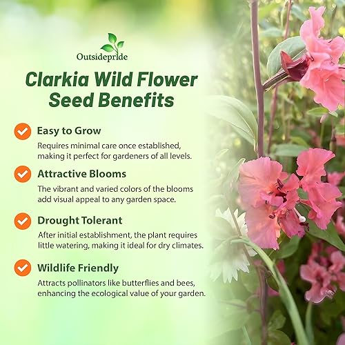 Miniatura 3 de Outsidepride Clarkia Flores silvestres para todas las regiones de los Estados Unidos, condiciones especialmente secas, 5000 semillas