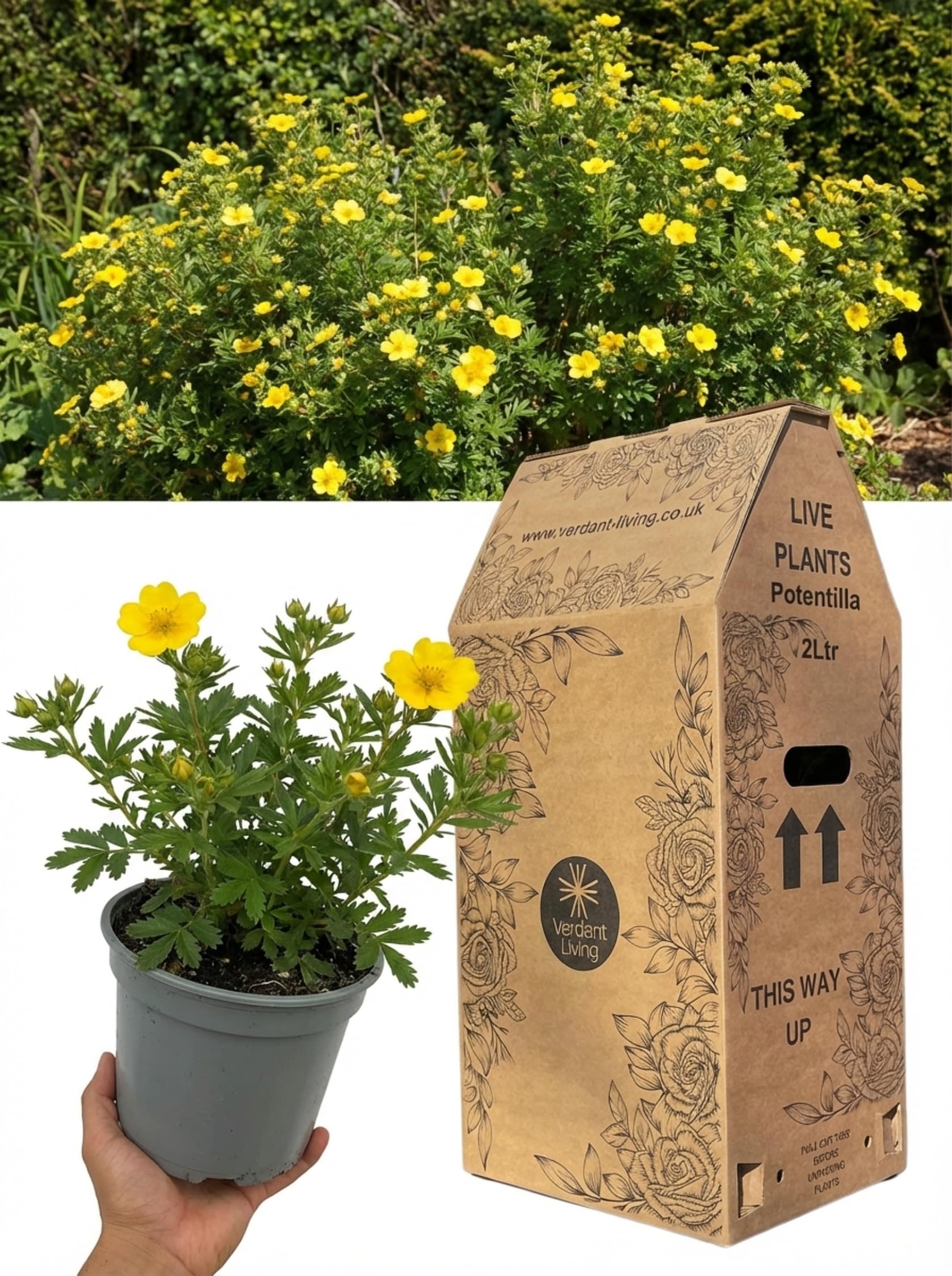 Potentilla Goldfinger Plant in 2 Litre Pot – Yellow Flowering Hardy Shrub for Gardens, Borders, Patio & Containers – Bee Friendly, Low Maintenance, Drought Tolerant, Summer Flowering Bush, UK Grown