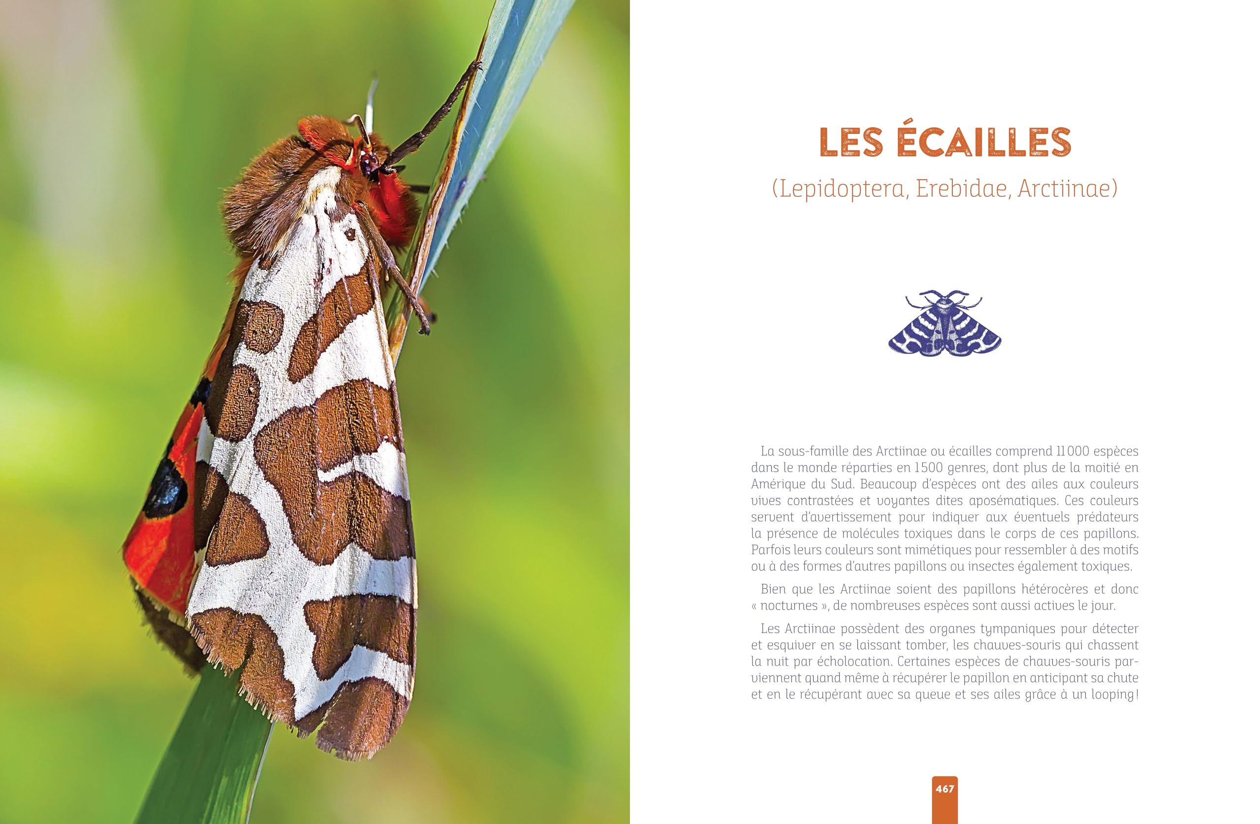 L'insecte médicinal
