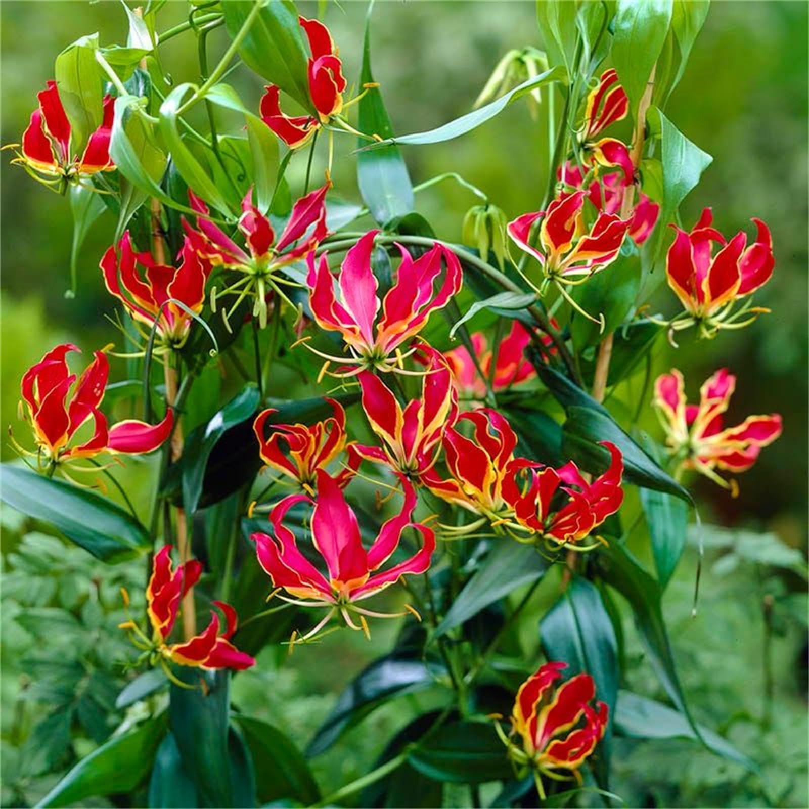 Multiple Colours Perennial Lily Bulbs, Ready to Plant Now for Beautiful Garden Display-2bulbs-C