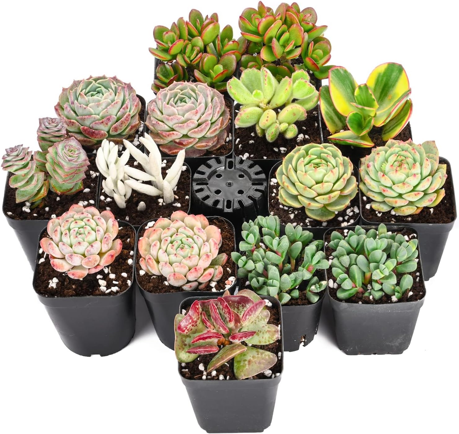Sprout N GreenLive Succulent Plants, 15 Pack Assorted Real Succulents Potted in 2" Starter Pot, Rare Small Plants for Home Garden Outdoor Wedding Decor Party Favor DIY Project