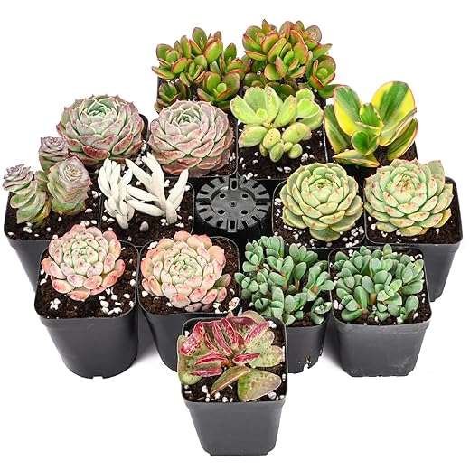 08. Live Succulent Plants, 15 Pack Assorted Real Succulents Potted in 2" Starter Planter with Soil Mix - Rare Small Indoor House Plants - Thoughtful Christmas Gift for Neighbors' Home Greenery