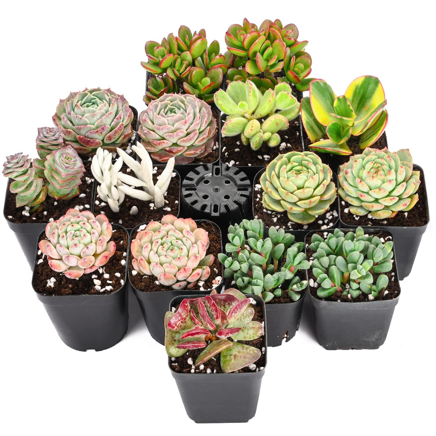 Sprout N GreenLive Succulent Plants, 15 Pack Assorted Real Succulents Potted in 2" Starter Pot, Rare Small Plants for Home Garden Outdoor Wedding Decor Party Favor DIY Project