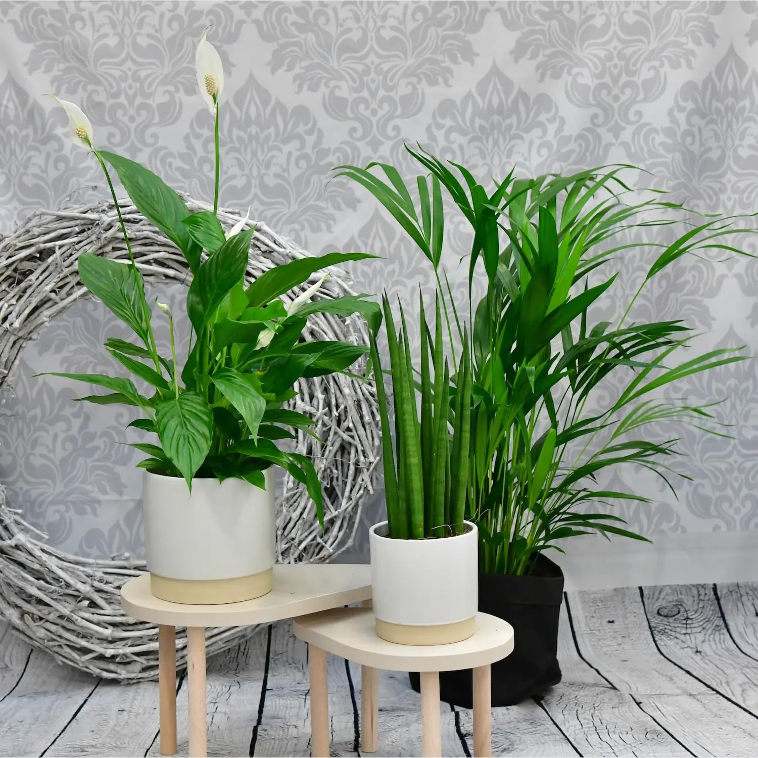 Zimmerpflanzen 3er Box Fresh Air Brothers | Goldfruchtpalme, Einblatt, Sansevieria | Luftreinigende Pflanzen mit Übertöpfen frisch aus der Gärtnerei | Pflegeleicht & dekorativ | Green Me Up