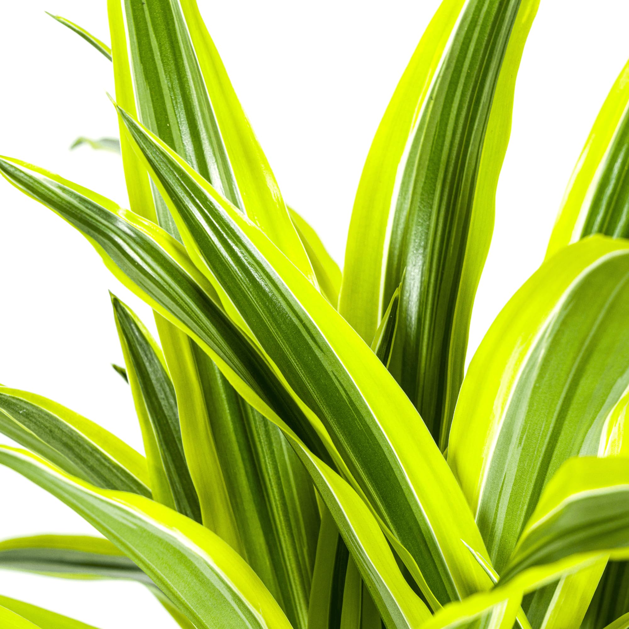 Drachenbaum Dracaena Deremensis Lemon Lime – Zimmerpflanze – Ø21cm – 90-110cm hoch – Schlanke grüne Blätter mit hellgrünem Rand