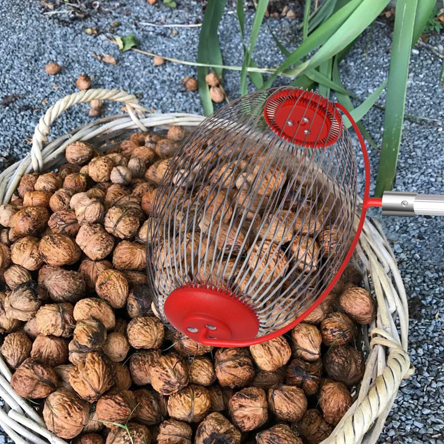 LEJIEYIN Grand Collecteur de Noix Réglable et Léger pour L'extérieur, Rouleau Ramasse Noix Acier Inoxydable Outils de Jardinage pour Fruits Ferme Famille
