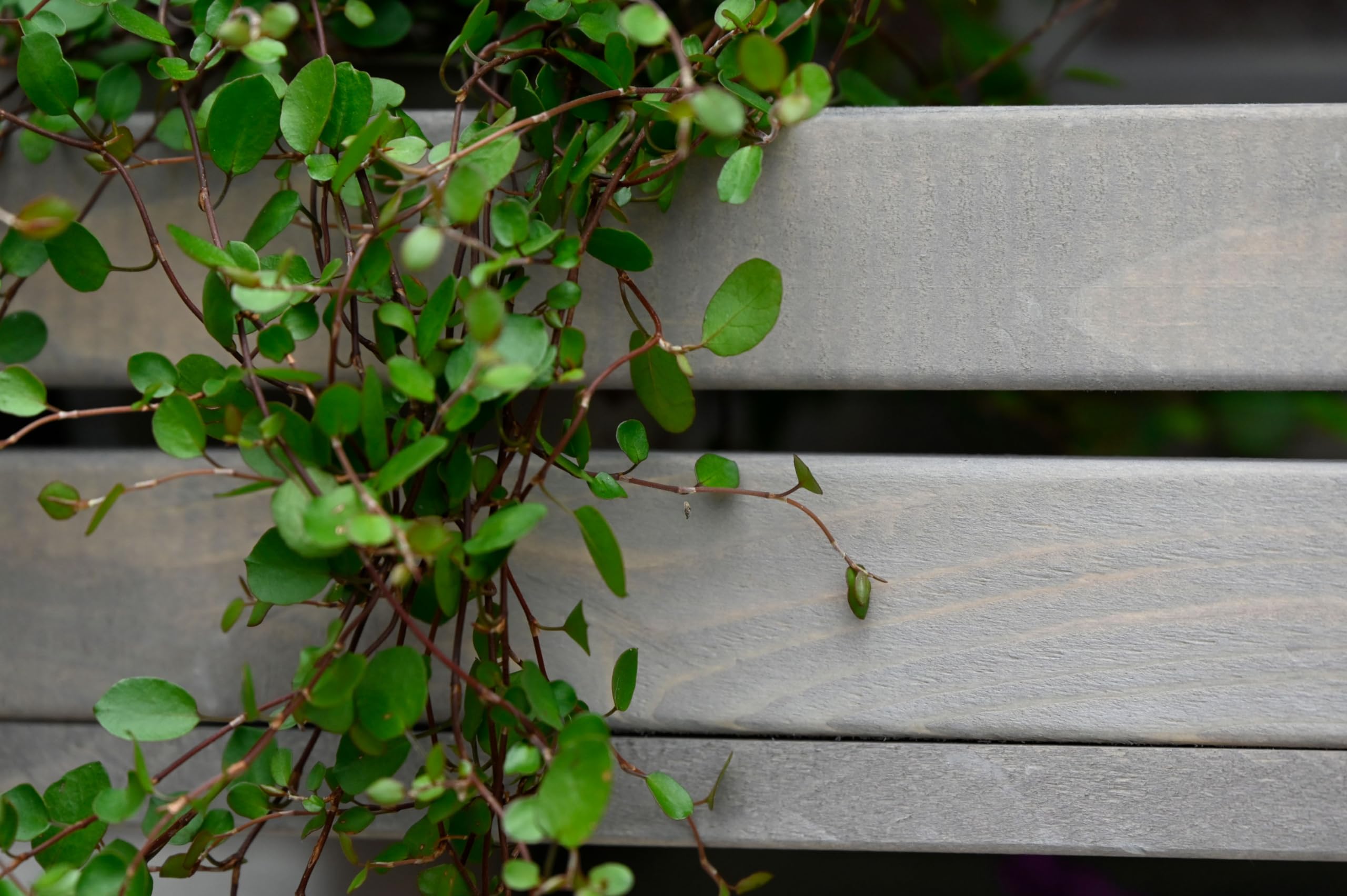 dobar® green label 58387FSCe | 3-stufige Blumenleiter für die Wandmontage | Flexibles Wandregal aus robustem Holz| Pflanztreppe für Garten/Terrasse/Balkon | 29,5 x 26,5 x 74,5 cm | Grau