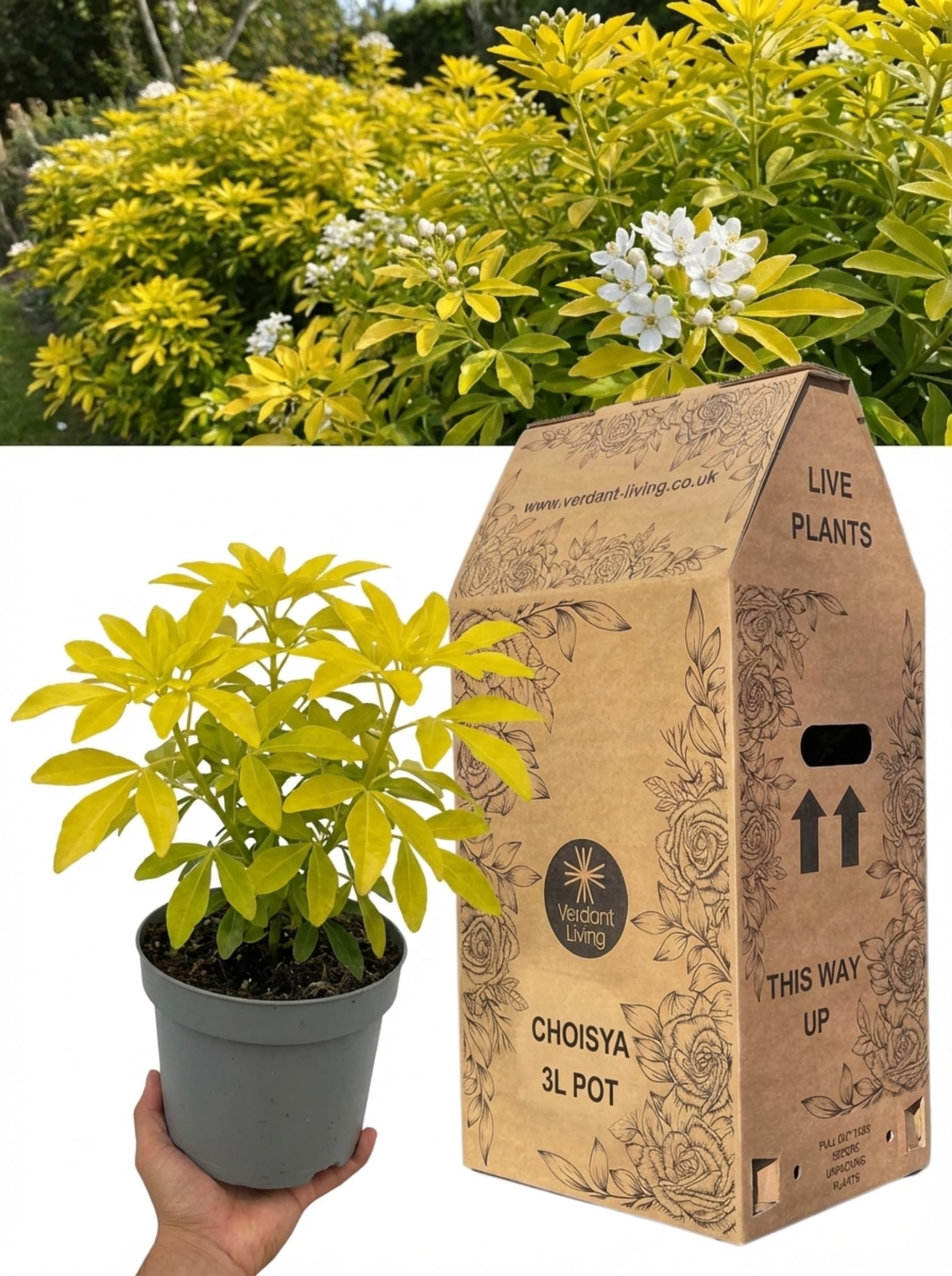 Choisya Aztec Gold Plant in 3Ltr Pot – Evergreen Hardy Shrub, Mexican Orange Blossom, Fragrant Golden Foliage for Gardens, Borders, Patio & Containers – Low Maintenance, Compact, Fast Growing