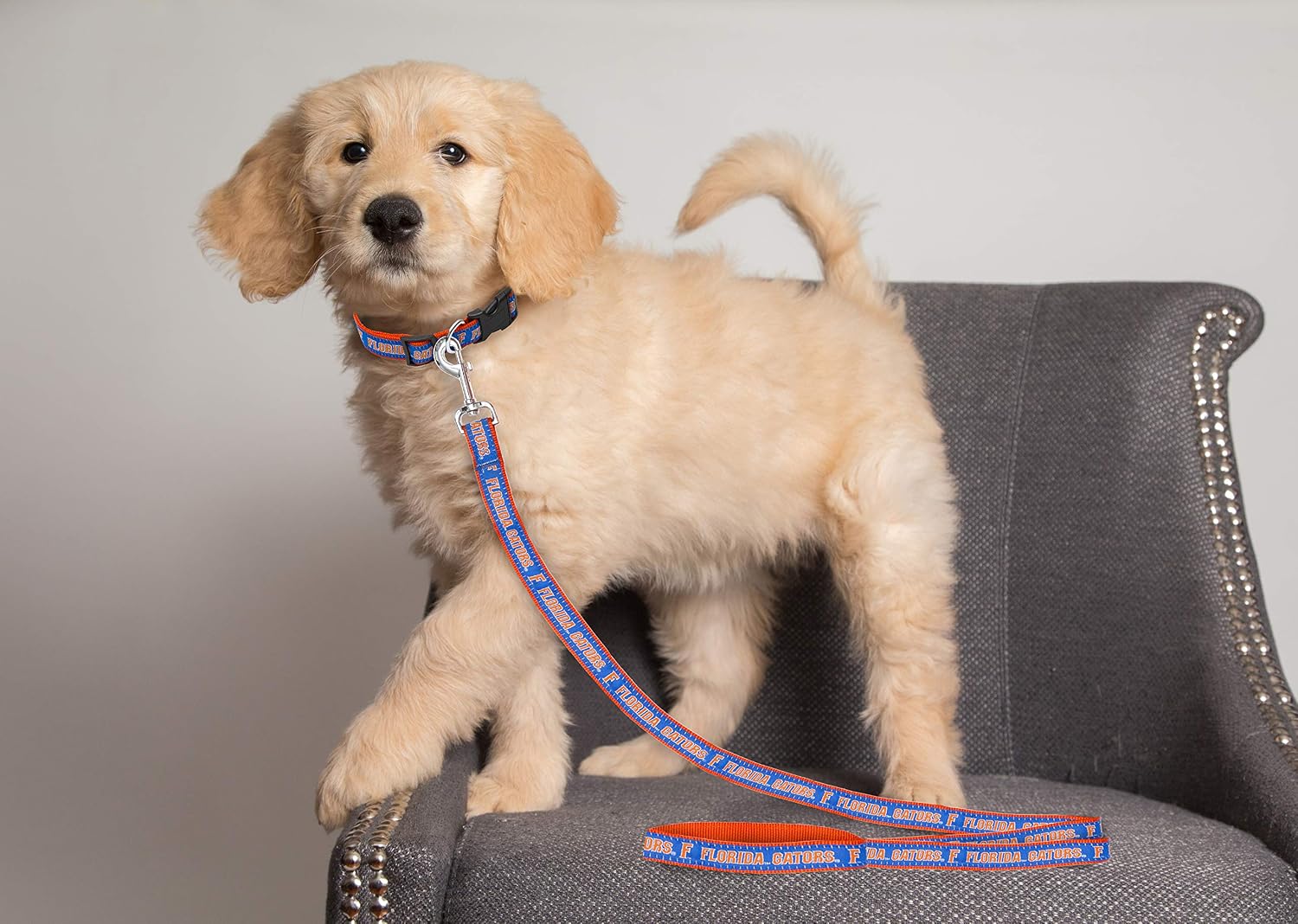 Pets First Collegiate Florida Gators Pet Leash, Small, Silver - Image 4