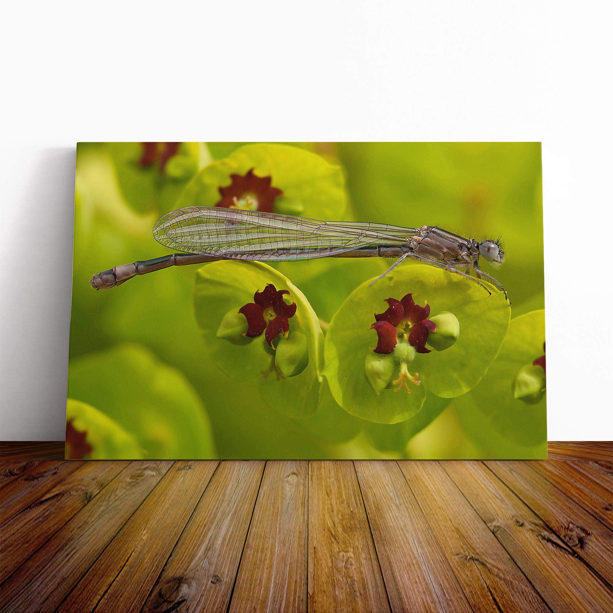 Ischnura Elegans Dragonfly Canvas Print | Gallery Wrapped 30mm Frame Wall Art | 30x20 inches | Ready to Hang | Modern Animals Picture | Living Room Bedroom Lounge Office