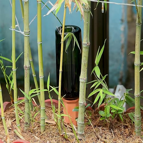 Miniatura 7 de Estacas de riego para plantas con puntas de botella de riego automático, sistemas de riego para plantas de interior y exterior, hogar y oficina (6