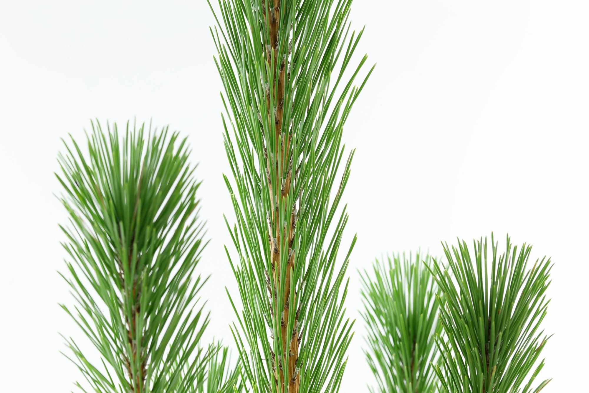 Amazon｜花木屋 若枝松 生花 切花 2L 120cm｜切り花 オンライン通販