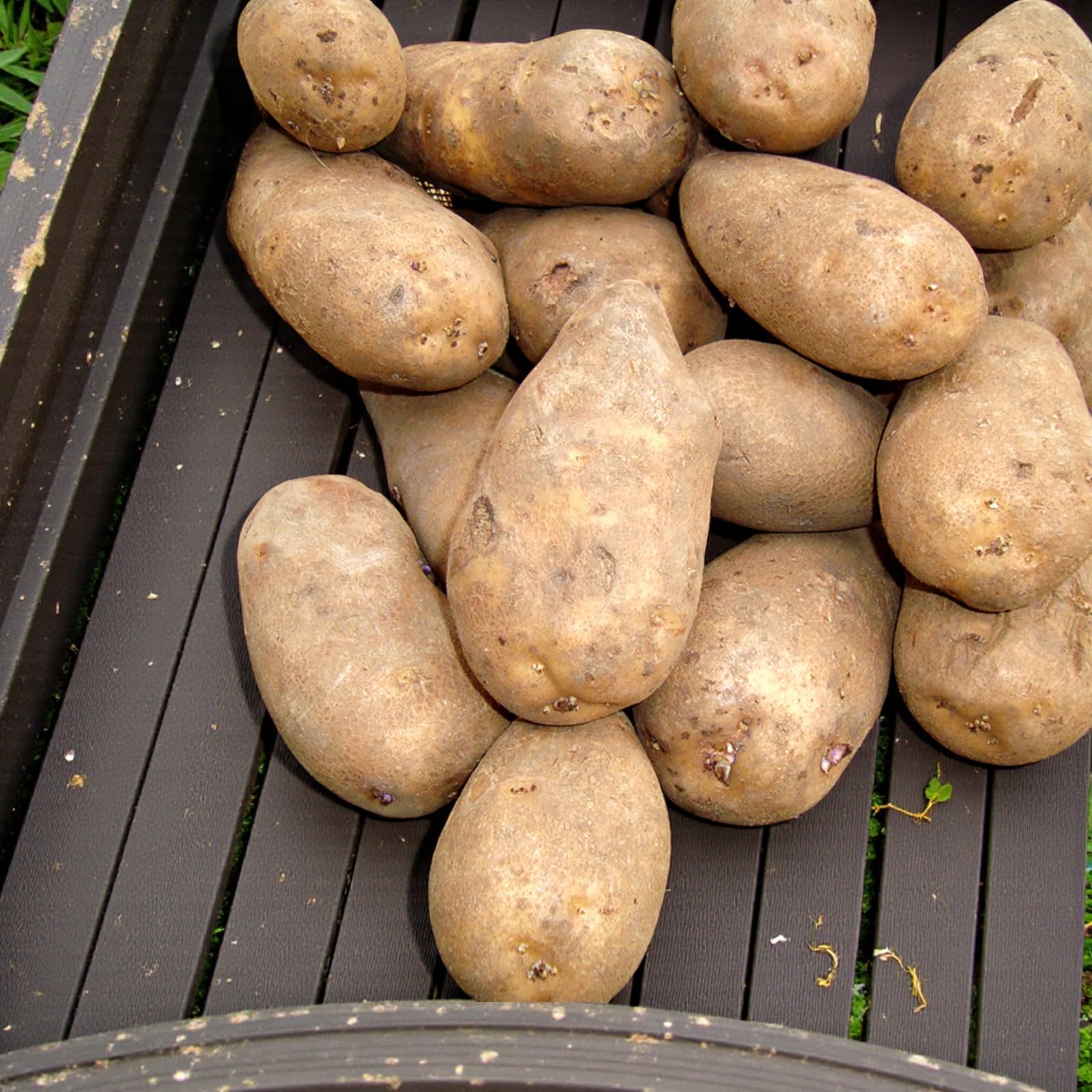 Carbeth Plants Seed Potatoes Golden Wonder 2kg Bag - Late Maincrop High Yielding Potato Tubers - Excellent Full Flavoured Variety with Dry Fluffy Texture - Perfect for Gardens, Allotments & Grow Bags