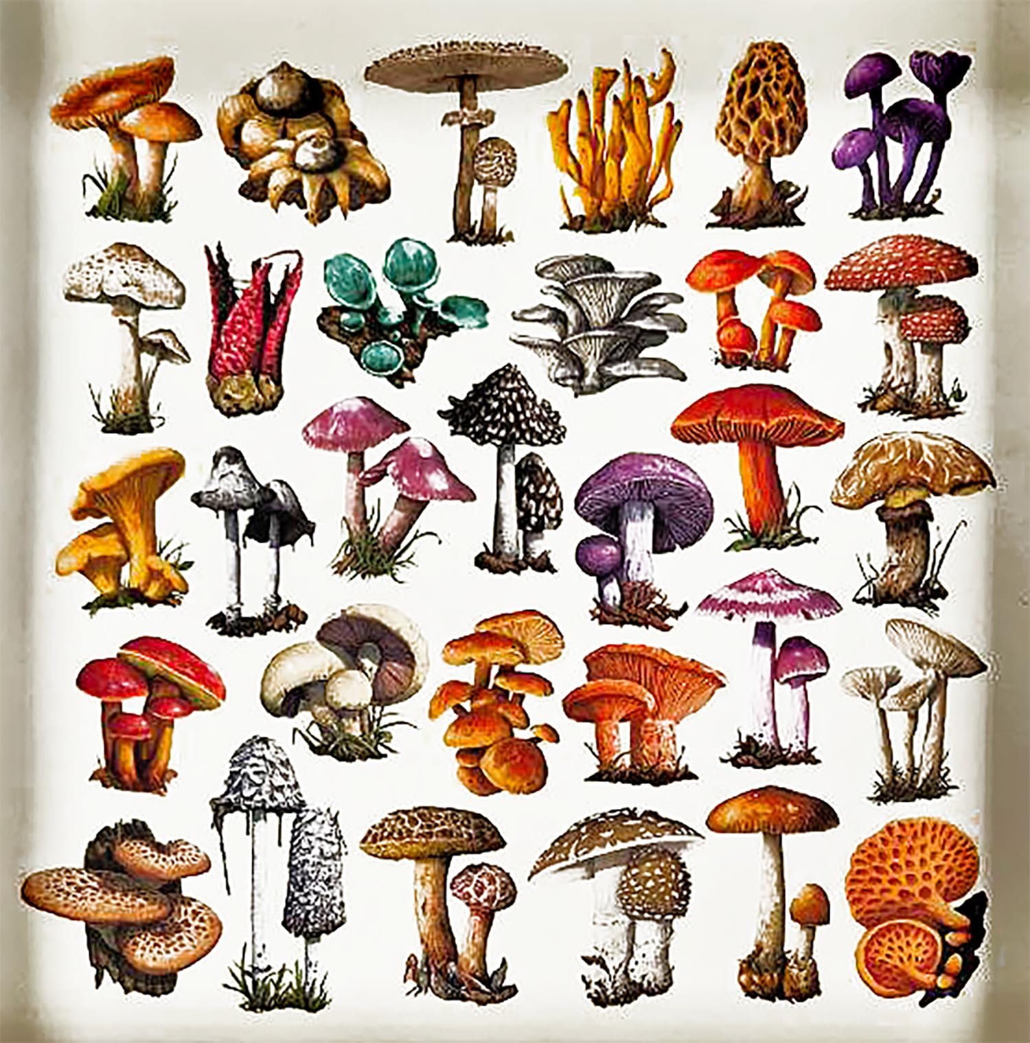 Pendragon - Il Regno dei Funghi - Edizione italiana - Gioco da tavolo, Età 10+,1-4 Giocatori