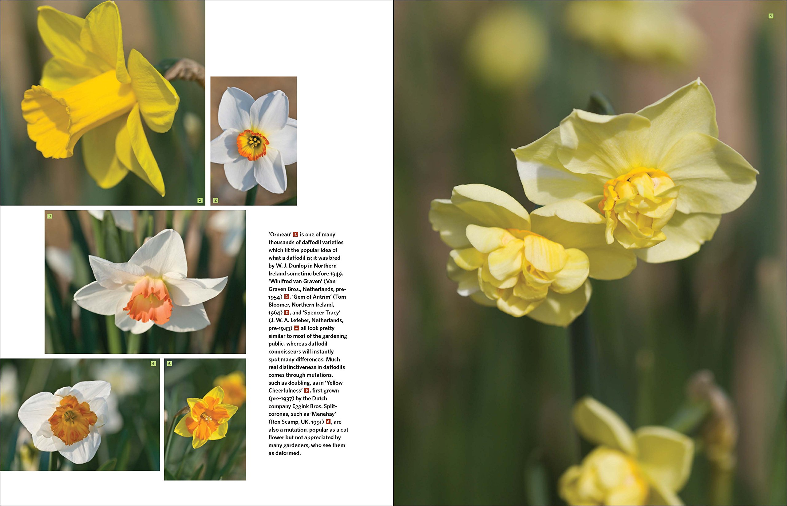 Daffodil: The Remarkable Story of the World's Most Popular Spring Flower