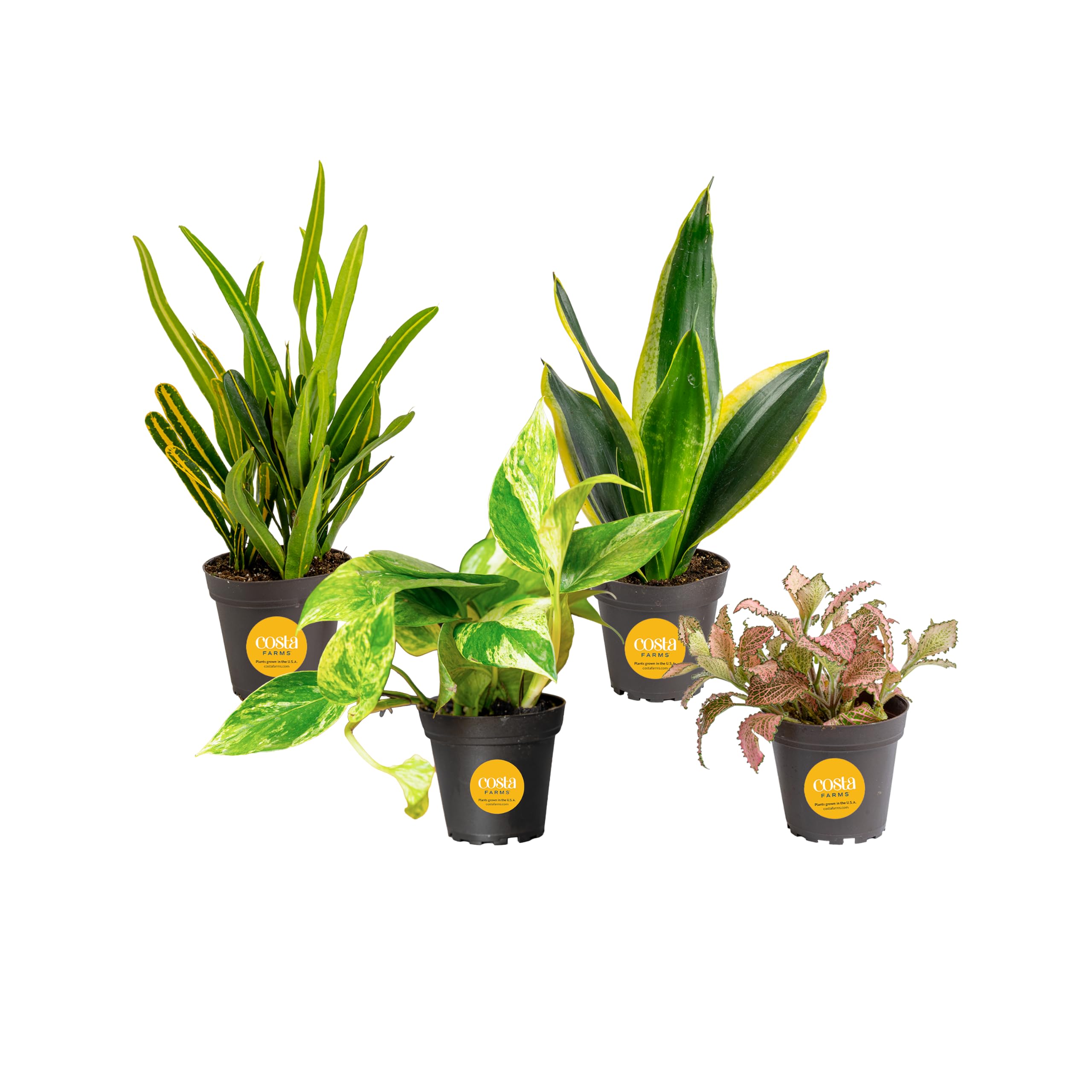 Costa Farms Live Indoor Houseplant Pack, Live Indoor Plants, Easy Care