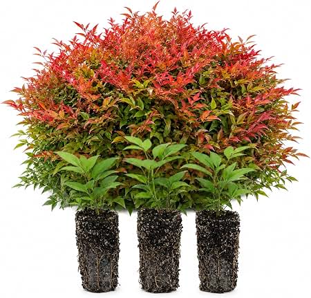 Amazon.com: Nandina Domestica | 3 Extra Large Trade 3 Gallon