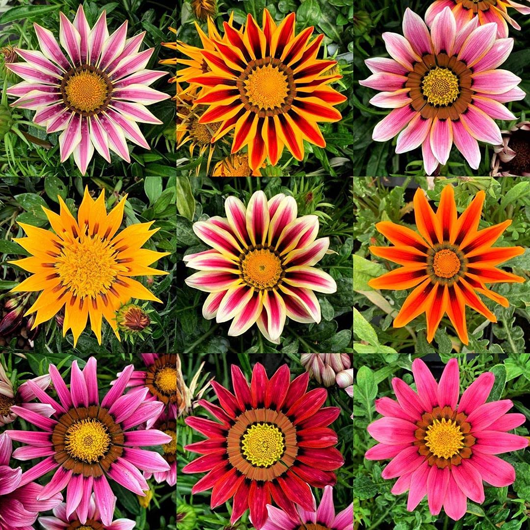 Vinz seeds Gazania mixed 10 gm (B08PBW8TJ1) Amazon Price History, Amazon Price Tracker